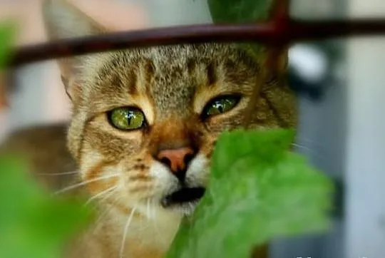 Piękna, zielonooka koteczka bez domu !