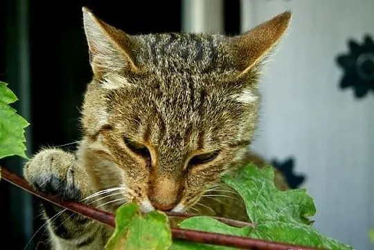 Piękna, zielonooka koteczka bez domu !
