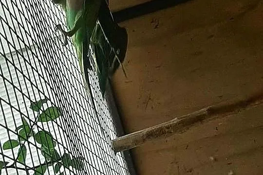 Aleksandretty różowopierśne para 23r, Małopolskie, Skała