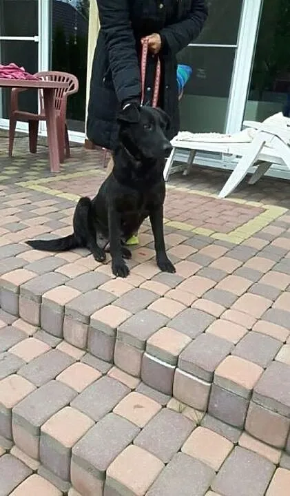 Młodziutka Kajka, kochana sunia mix LABRADORA zabr