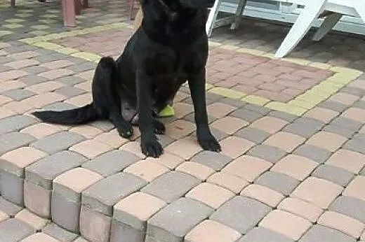 Młodziutka Kajka, kochana sunia mix LABRADORA zabr