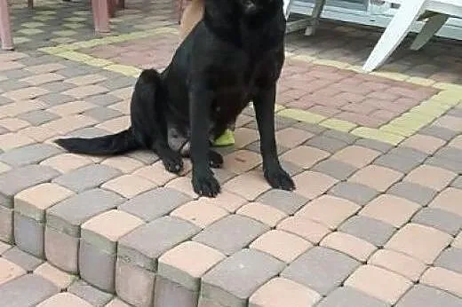 Młodziutka Kajka, kochana sunia mix LABRADORA zabr