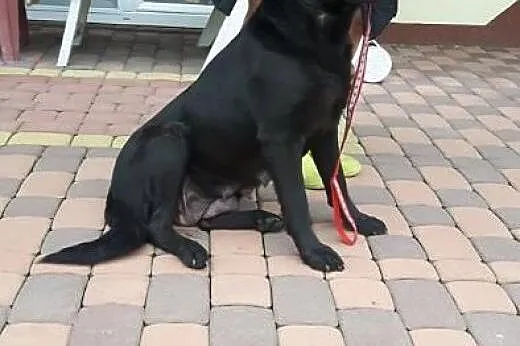 Młodziutka Kajka, kochana sunia mix LABRADORA zabr