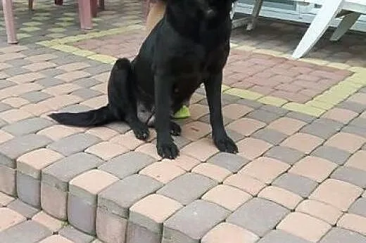 Młodziutka Kajka, kochana sunia mix LABRADORA zabr