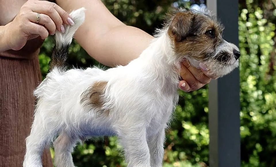 Jack Russell Terrier, Pomorskie, Gdańsk