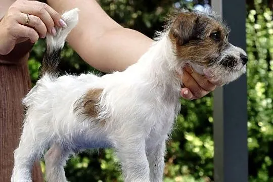 Jack Russell Terrier, Pomorskie, Gdańsk