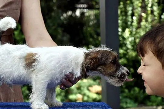 Jack Russell Terrier, Pomorskie, Gdańsk