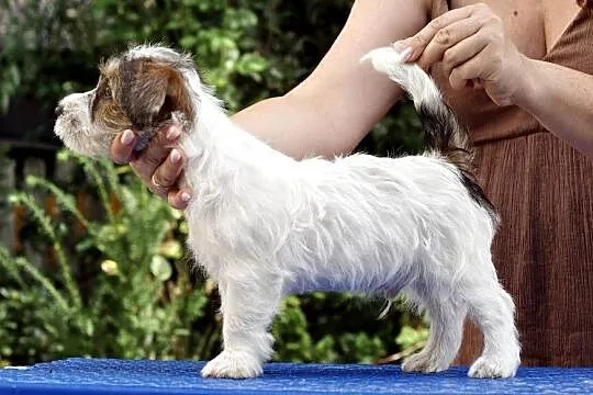 Jack Russell Terrier, Pomorskie, Gdańsk