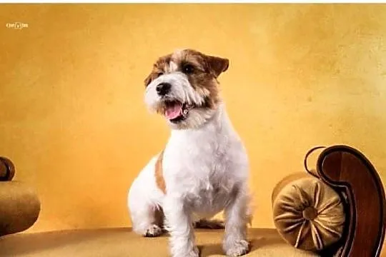 Jack Russell Terrier, Pomorskie, Gdańsk