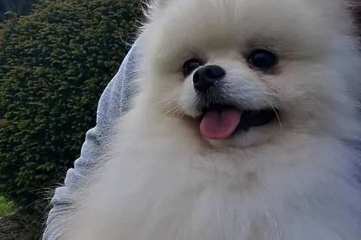 Pomeranian -reproduktor