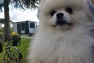 Pomeranian -reproduktor, Dolnośląskie, Bolesławiec
