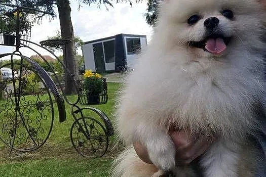 Pomeranian -reproduktor, Dolnośląskie, Bolesławiec