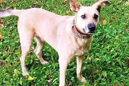 ZUZIA - kochana sunia, porzucona na działkach; do adopcji,  wielkopolskie Poznań, Wielkopolskie, Poznań