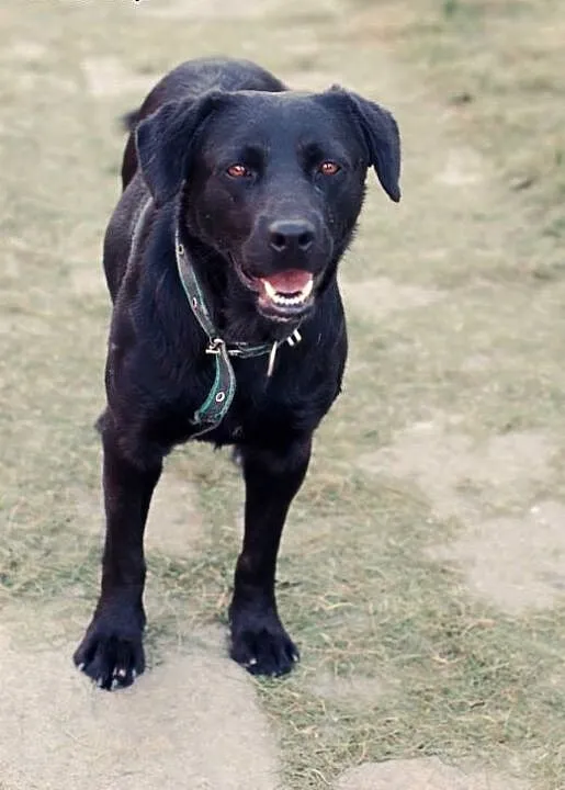 Viola- w typie labradora, dolnośląskie Wrocław