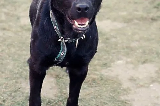 Viola- w typie labradora,  dolnośląskie Wrocław