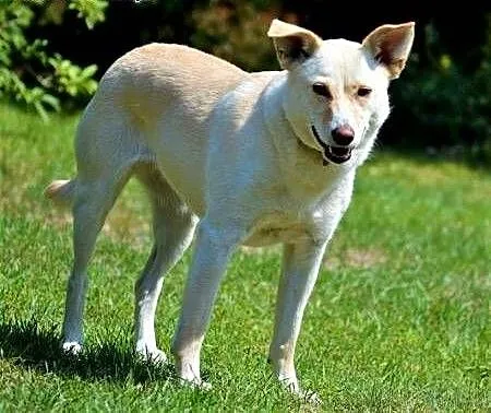 MILKA - piękna, biała sunia już tak długo szuka domu... ADOPTUJ!, mazowieckie Warszawa, Mazowieckie, Warszawa