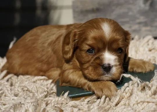 Chickadee, nasza słodka Ruby Cavalier King Charles Spaniel, Mazowieckie, Warszawa