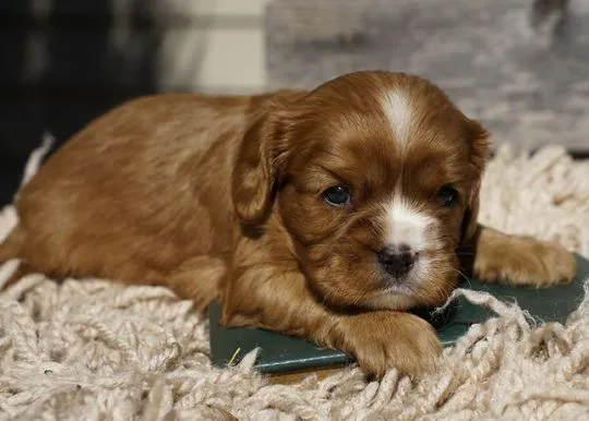 Chickadee, nasza słodka Ruby Cavalier King Charles Spaniel, Mazowieckie, Warszawa