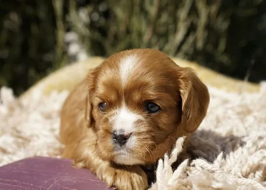 Chickadee, nasza słodka Ruby Cavalier King Charles Spaniel