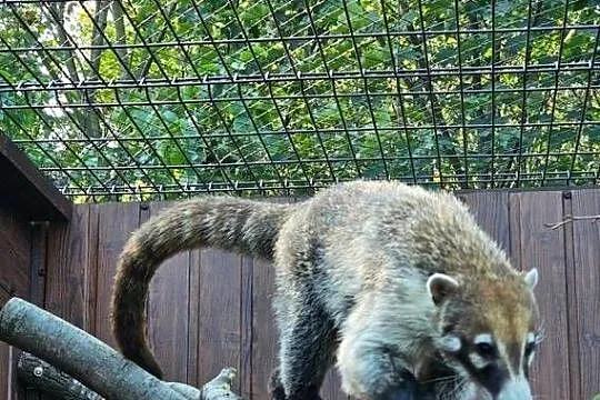 Ostronos białonosy