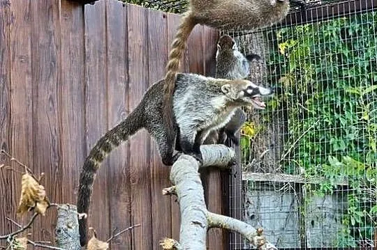 Ostronos białonosy, Mazowieckie, Siedlce