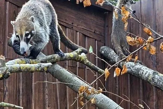 Ostronos białonosy, Mazowieckie, Siedlce