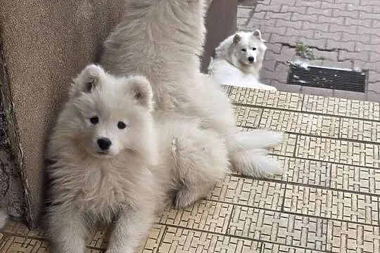 Samoyed gotowy do odbioru, Mazowieckie, Warszawa