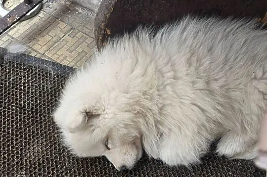 Samoyed gotowy do odbioru, Mazowieckie, Warszawa
