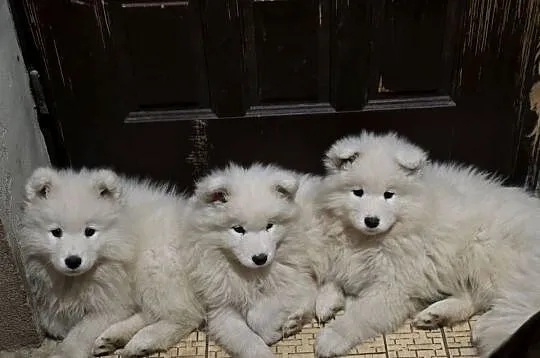 Samoyed gotowy do odbioru, Mazowieckie, Warszawa