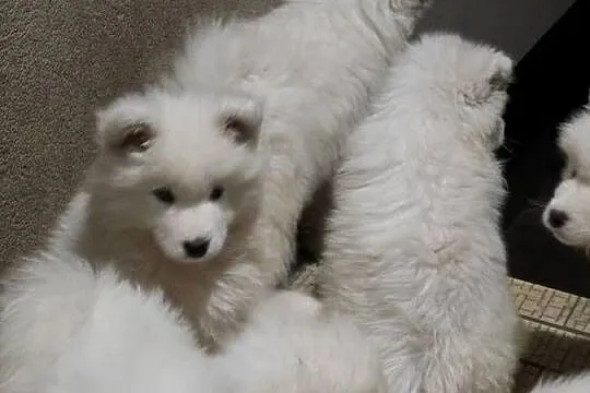 Samoyed gotowy do odbioru, Mazowieckie, Warszawa