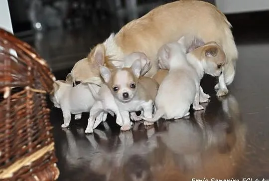 Śliczny piesek Chihuahua z rodowodem już do rezerw
