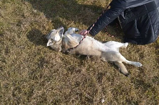 Różyczka-piękna, niesamowita przylepka