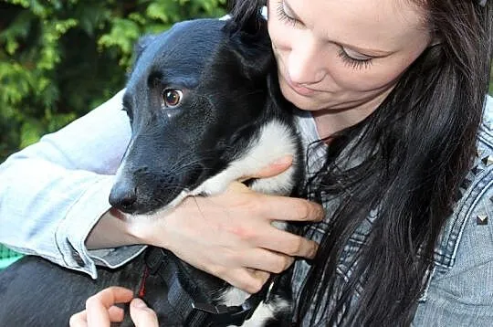 Sali delikatna i uczuciowa sunia do adopcji