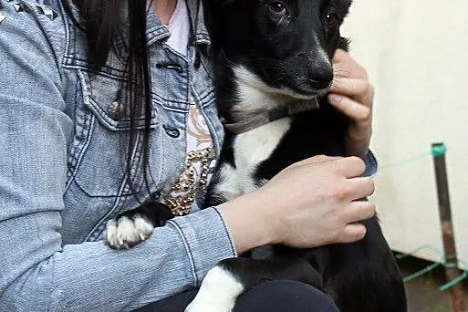 Sali delikatna i uczuciowa sunia do adopcji
