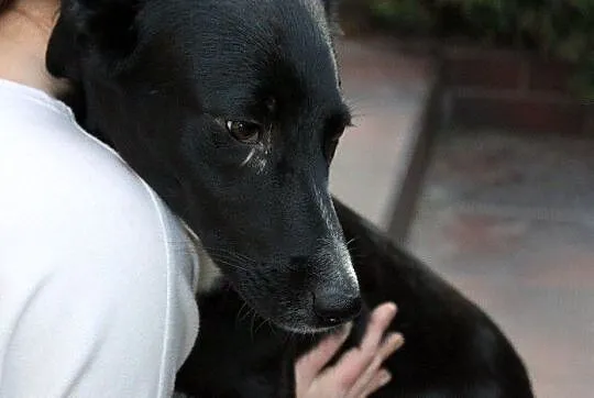 Sali delikatna i uczuciowa sunia do adopcji