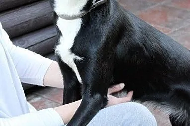 Sali delikatna i uczuciowa sunia do adopcji