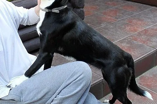 Sali delikatna i uczuciowa sunia do adopcji