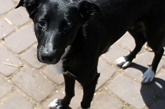 Sali delikatna i uczuciowa sunia do adopcji