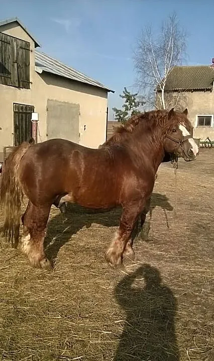 Stanówka ogierem Brykiet.