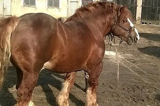Stanówka ogierem Brykiet.