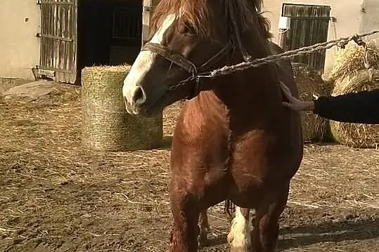 Stanówka ogierem Brykiet.