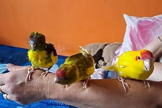 Witam sprzedam papugi kozy ręcznie karmione