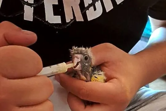 Witam sprzedam papugi kozy ręcznie karmione, Małopolskie, Wawrzeńczyce