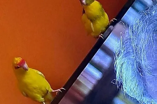 Witam sprzedam papugi kozy ręcznie karmione, Małopolskie, Wawrzeńczyce