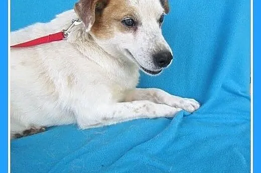 PILNE!Niewidomy,przerażony schroniskiem,średni piesek ELF.Adopcja,  śląskie Katowice
