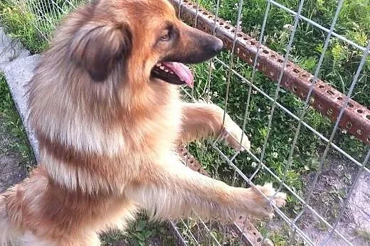 Grześ kocha człowieka nad życie. Czy ktoś w końcu 