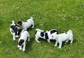 JACK RUSSELL, szczeniak na sprzedaż, kontakt przez Whatsapp +48736614543