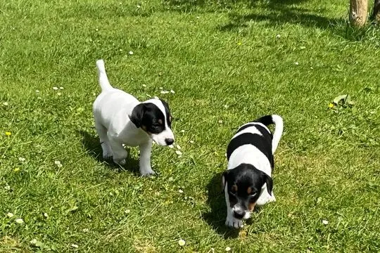 JACK RUSSELL, szczeniak na sprzedaż, kontakt przez Whatsapp +48736614543, , Poznachowice Dolne