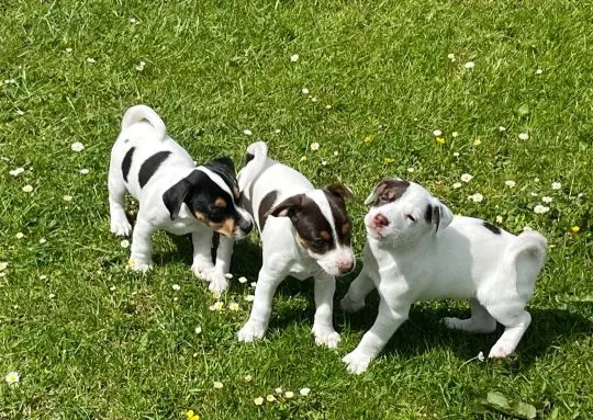 JACK RUSSELL, szczeniak na sprzedaż, kontakt przez Whatsapp +48736614543, , Poznachowice Dolne