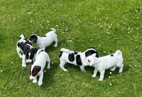 JACK RUSSELL, szczeniak na sprzedaż, kontakt przez Whatsapp +48736614543, , Poznachowice Dolne